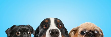 Cute surprised animals on light blue background, banner design. Adorable Petit Brabancon, Brussels Griffon and Bernese Mountain dogs with big eyesの写真素材