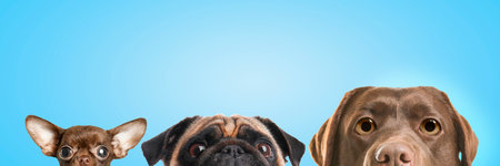 Cute surprised animals on light blue background, banner design. Adorable Chihuahua, pug and labrador retriever dogs with big eyesの写真素材