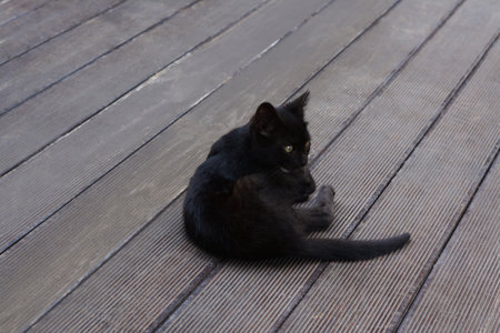 Cute stray cat laying on wooden surface outdoorsの写真素材