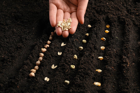 Woman planting cucumber seeds into fertile soil, closeup. vegetable growingの写真素材