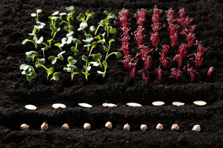 Many seeds and vegetable seedlings in fertile soilの写真素材