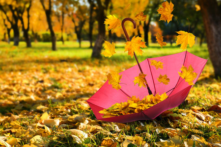 autumn atmosphere. golden leaves falling into pink umbrella in beautiful park on sunny dayの写真素材