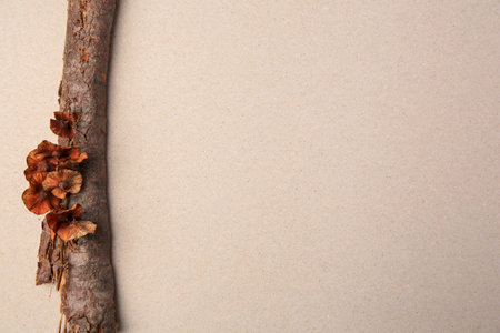 Tree branch with lichen mushrooms on beige background, top view. Space for textの写真素材