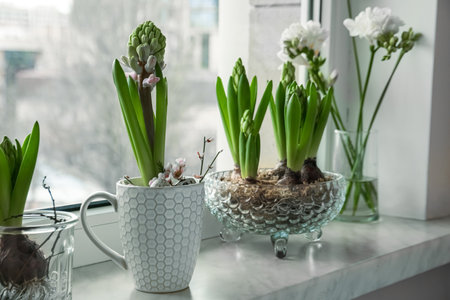 Beautiful bulbous plants on windowsill indoors. spring timeの写真素材
