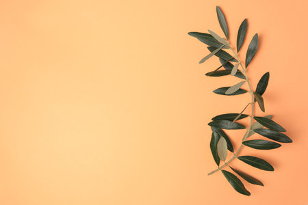 Olive twig with fresh green leaves on pale orange background, top view. Space for textの写真素材