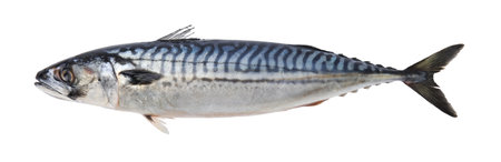 One tasty raw mackerel isolated on whiteの写真素材