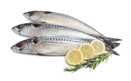 Raw mackerels, lemons and rosemary isolated on whiteの写真素材