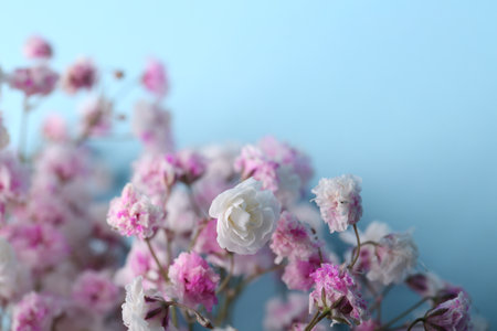 Beautiful dyed gypsophila flowers on light blue background, closeup. Space for text