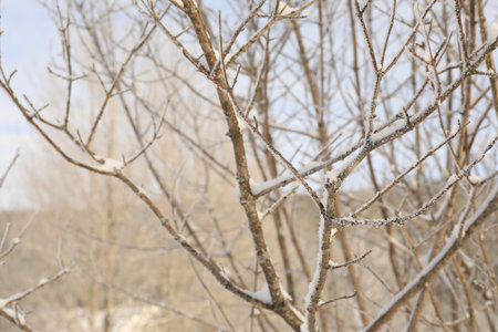 Beautiful tree branches covered with snow on winter dayの写真素材