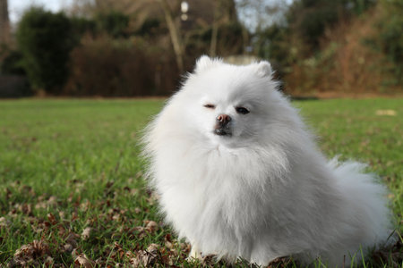 Cute fluffy Pomeranian dog on green grass outdoors, space for text. Lovely petの写真素材