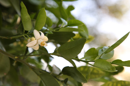 Beautiful grapefruit flower blooming on tree branch outdoorsの写真素材