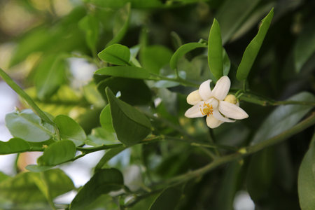 Beautiful grapefruit flower blooming on tree branch outdoorsの写真素材