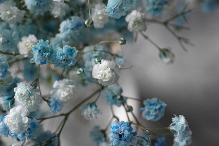 Beautiful dyed gypsophila flowers on light gray background, closeupの写真素材