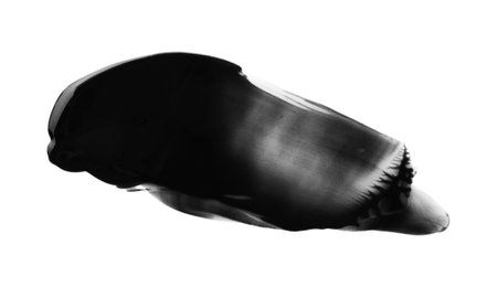 Black paint sample on white background, top viewの写真素材