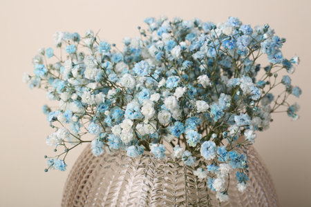 Beautiful gypsophila flowers in vase on beige background, closeupの写真素材