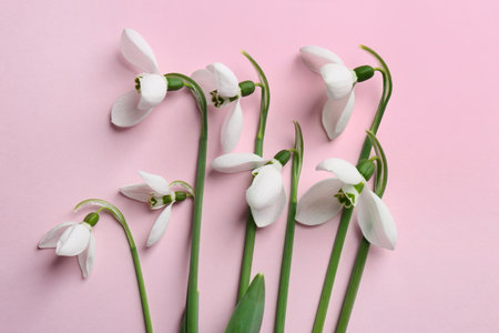 Beautiful snowdrops on pink background, flat layの写真素材