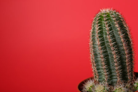 Beautiful green cactus in pot on red background, space for text. Tropical plantの写真素材