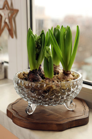 Spring is coming. Beautiful bulbous plants on windowsill indoors