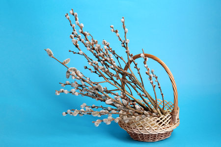 Wicker basket with beautiful blooming willow branches on light blue backgroundの写真素材