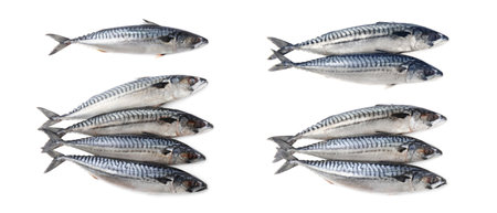 Collage with raw mackerels on white backgroundの写真素材