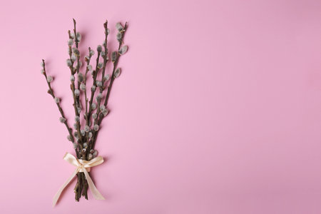 Beautiful blooming willow branches on pink background, top view. Space for textの写真素材