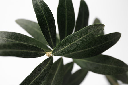 Twig with fresh green olive leaves on white background, closeupの写真素材