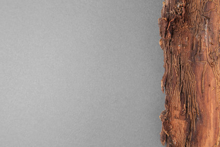Tree bark piece on gray background, top view. Space for text
