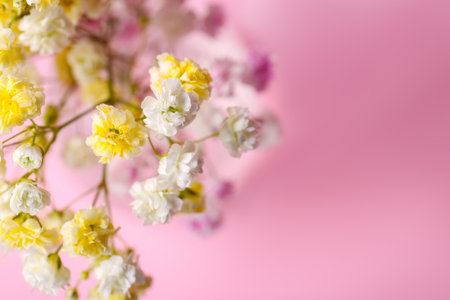 Beautiful dyed gypsophila flowers on pink background, closeup. Space for textの写真素材