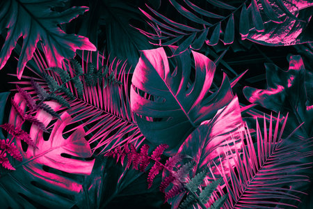Tropical leaves in neon colors on black backgroundの写真素材