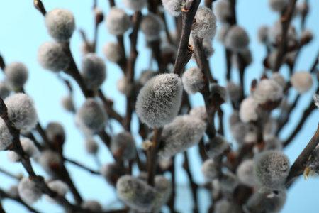 Beautiful blooming willow branches on light blue background, closeup