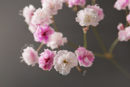 Beautiful dyed gypsophila on dark gray background, closeupの写真素材