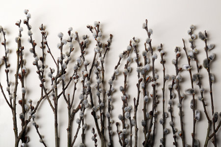Beautiful willow branches with fuzzy catkins on beige background, flat lay