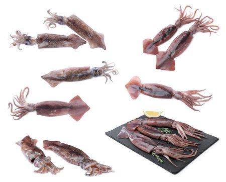 Collage with fresh squids on white backgroundの写真素材
