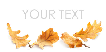 Fallen autumn leaves on white background. Space for your textの写真素材