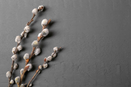 Beautiful willow branches with fuzzy catkins on gray table, flat lay. Space for textの写真素材