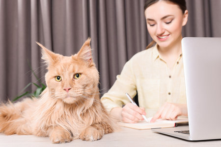 Woman working at desk, focus on cat. Home officeの写真素材