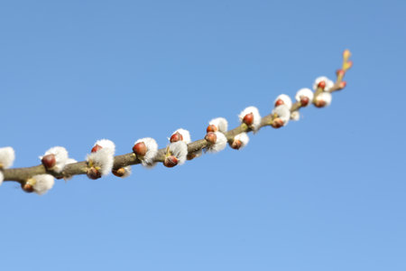 Beautiful fluffy catkins on willow branch against blue sky