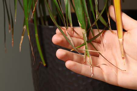 Man touching houseplant with damaged leaves indoors, closeup
