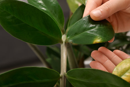 Woman touching houseplant with damaged leaves indoors, closeupの写真素材