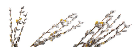 Willow branches with fluffy catkins isolated on white