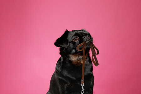 Adorable black Petit Brabancon dog holding leash in mouth on dark pink backgroundの写真素材