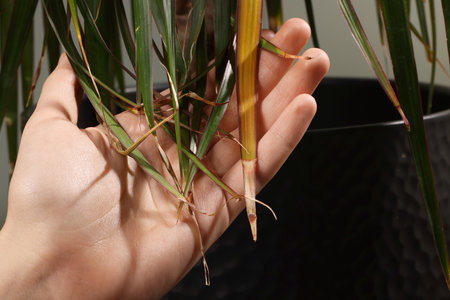 Man touching houseplant with damaged leaves indoors, closeup