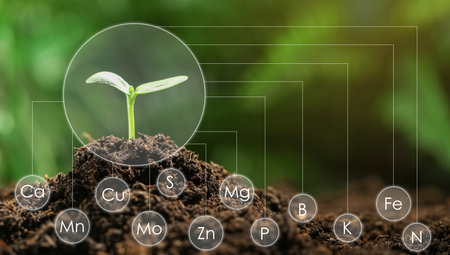 Young seedling growing in soil and scheme with chemical elementsの写真素材