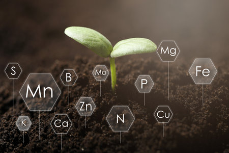 Young seedling growing in soil and chemical elementsの写真素材