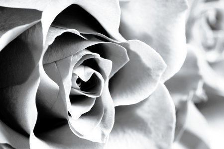 Rose as background, closeup. Black and white effectの写真素材