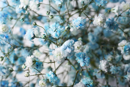 Many beautiful dyed gypsophila flowers, closeup viewの写真素材