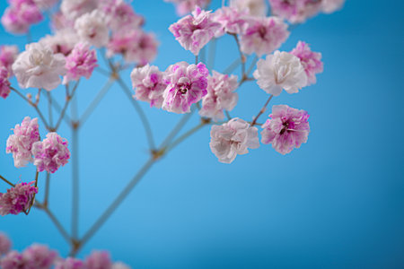 Beautiful dyed gypsophila flowers on light blue background, closeupの写真素材