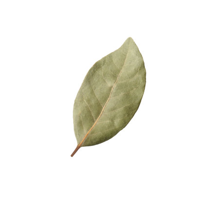 One aromatic bay leaf isolated on white