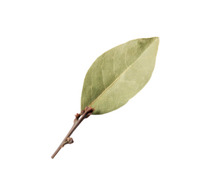 One aromatic bay leaf isolated on whiteの写真素材