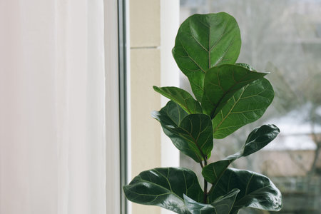 Beautiful ficus plant near window indoors, space for text. House decorの写真素材